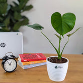 Monstera Deliciosa, with 5.5 inches white decor pot